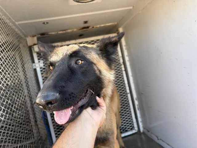 Adoptable Dog