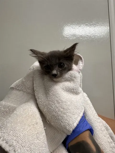 Zeus