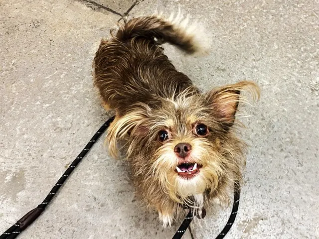 Piper