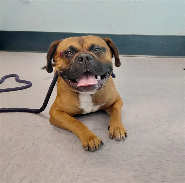 Adoptable Dog