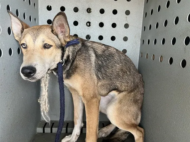 Adoptable Dog