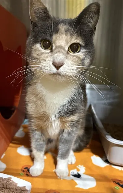 Junie