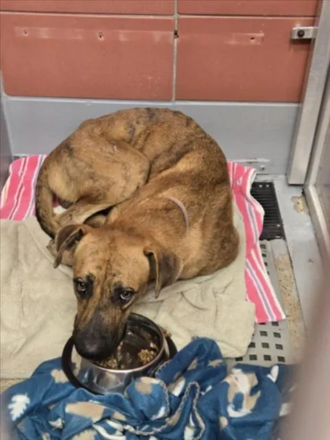 Adoptable Dog