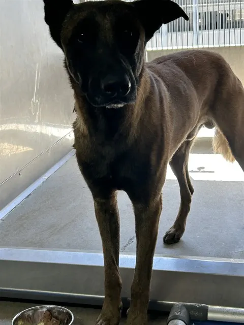 Tyson