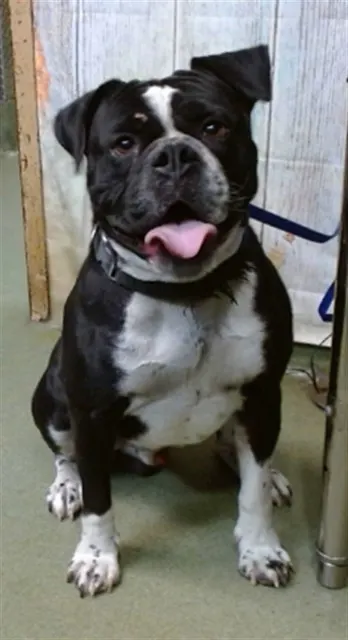 Urgent Brock