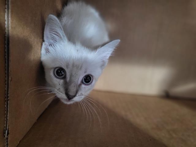Salem