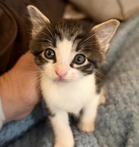 Lulu
