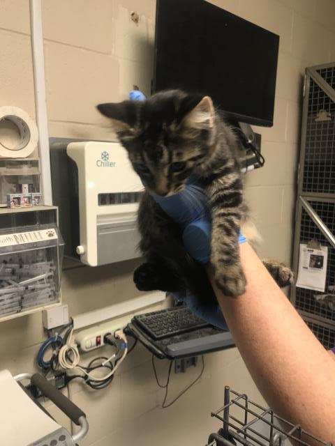 Adoptable Cat