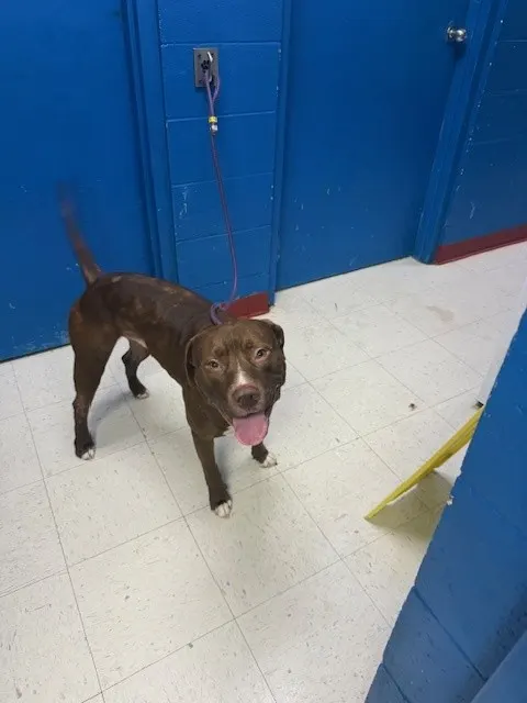 Goro