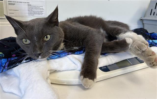 Adoptable Cat