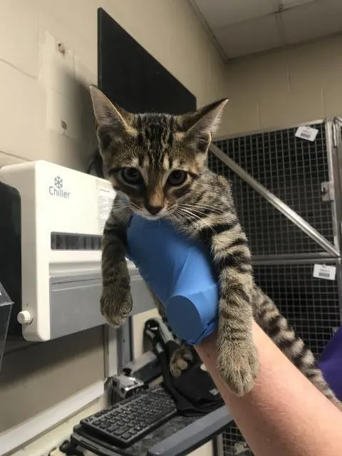 Adoptable Cat