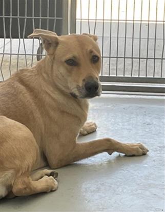 Adoptable Dog