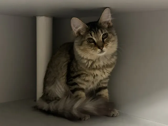 Nikita