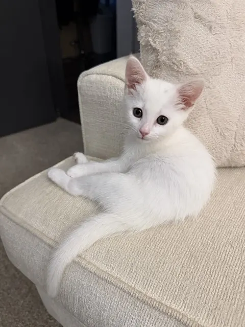 Sugar