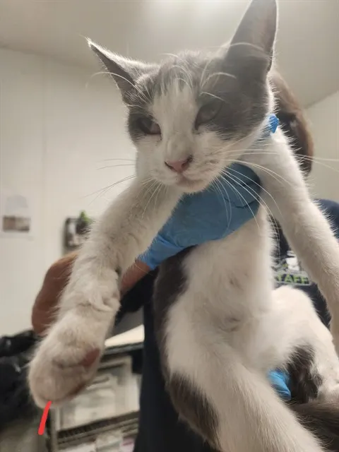 *Kitty