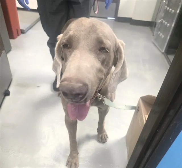 Adoptable Dog