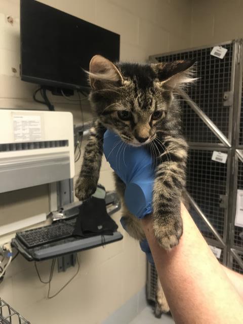 Adoptable Cat