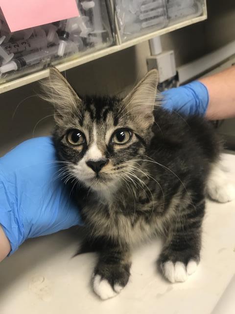 Adoptable Cat
