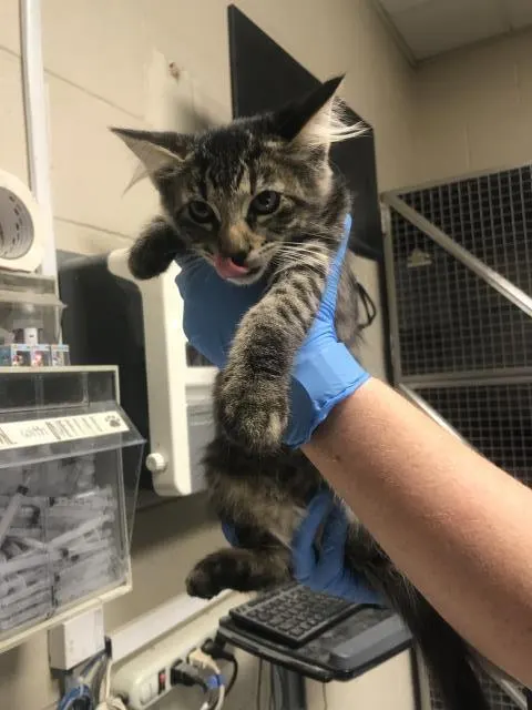 Adoptable Cat