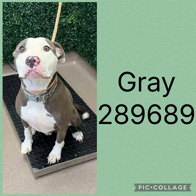 Gray