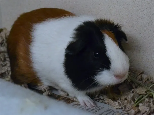 Runtz Jr