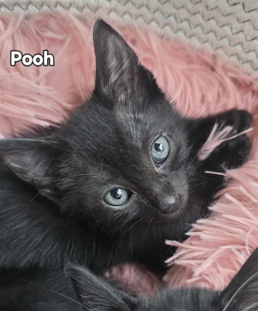 Pooh