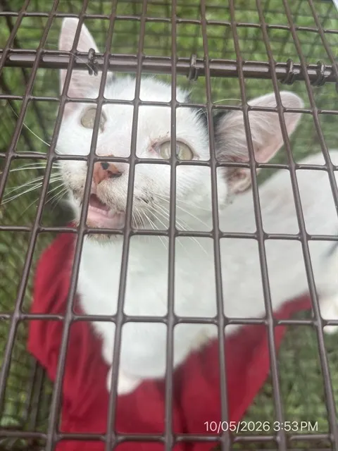Adoptable Cat