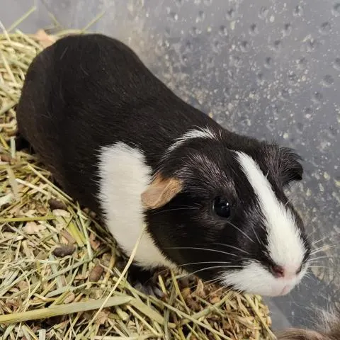 One Ear