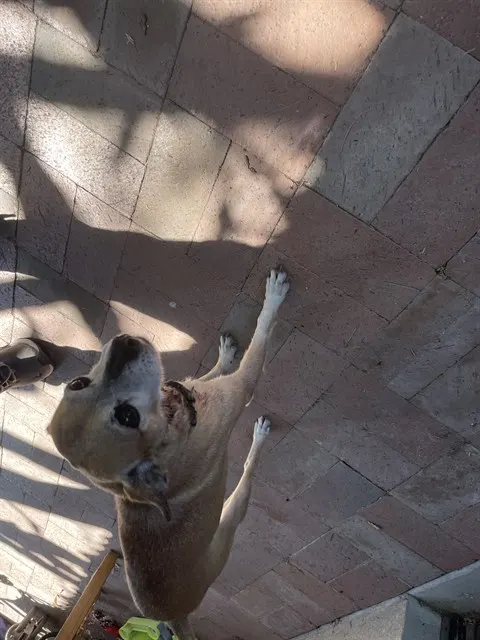 Adoptable Dog
