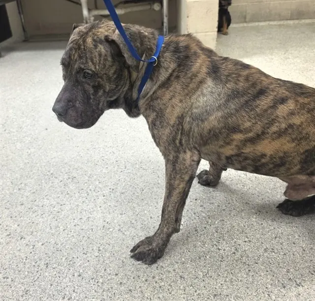 Adoptable Dog