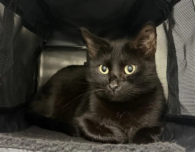 Luna