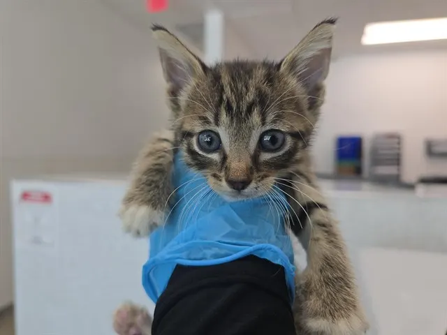 Adoptable Cat