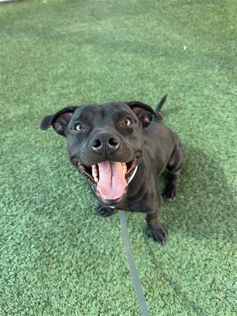 Adoptable Dog