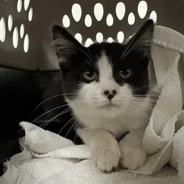 Adoptable Cat