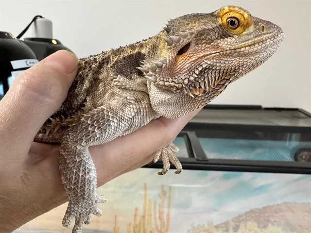 King Gizzard The Lizzard