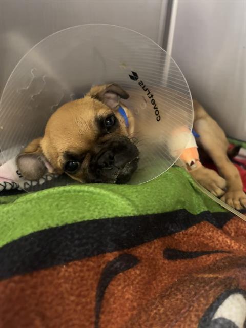 Puggie