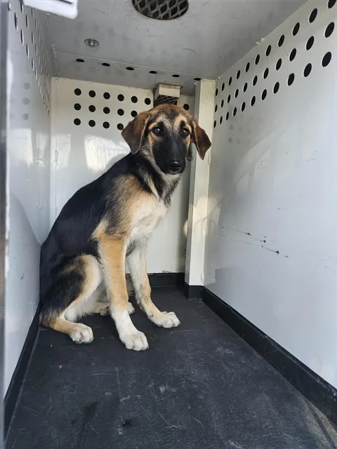 Adoptable Dog