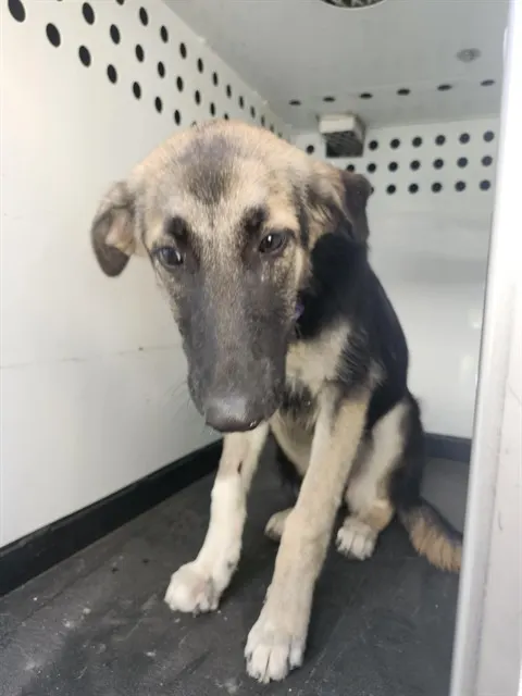 Adoptable Dog
