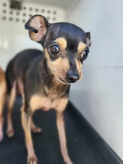 Adoptable Dog