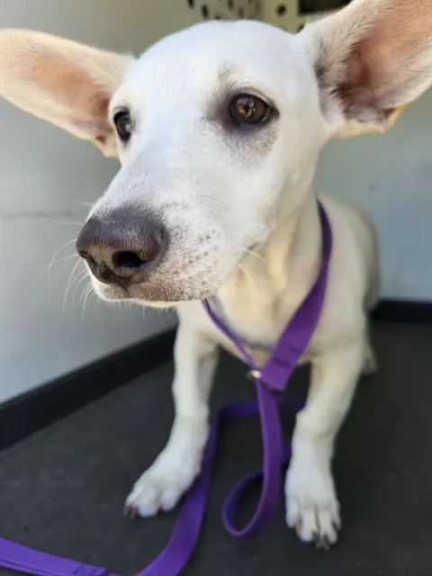 Adoptable Dog