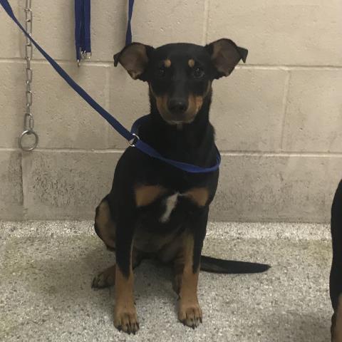 Adoptable Dog