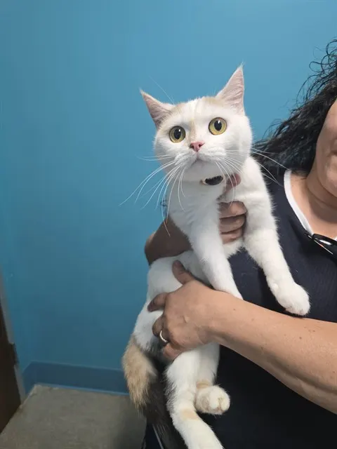 Nala
