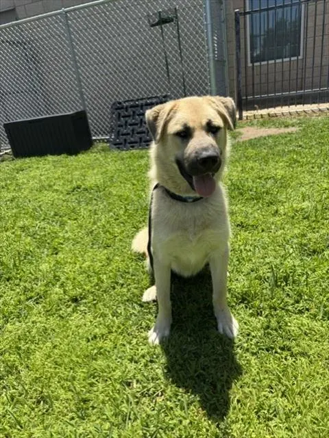 Bocephus