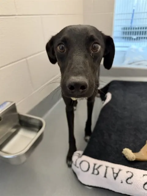 Adoptable Dog