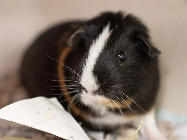 Gizmo
