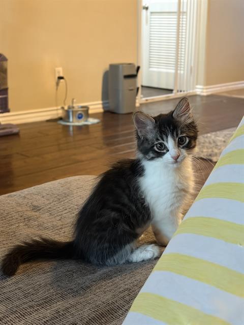 *Tilly