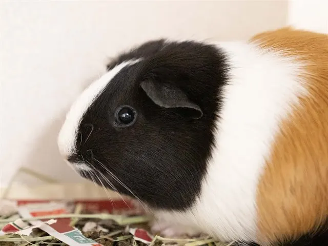 Patches