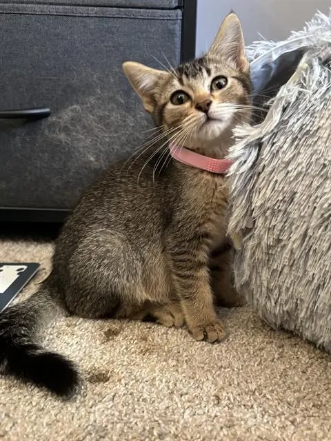Josie