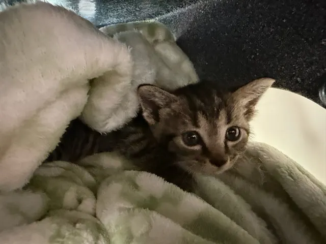 Smokie
