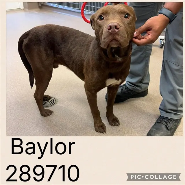 Baylor